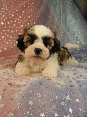 Male Teddy Bear Puppy for sale in Iowa 2012